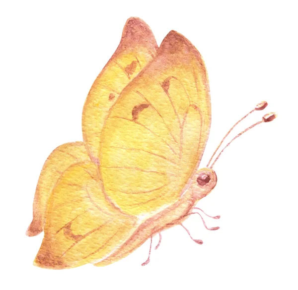 Schmetterlingsillustration Handgezeichnete Aquarellmalerei — Stockfoto