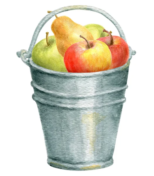 Wiadro Jabłkami Gruszkami Białym Tle Projekt Karty Święto Dziękczynienia Lub — Zdjęcie stockowe