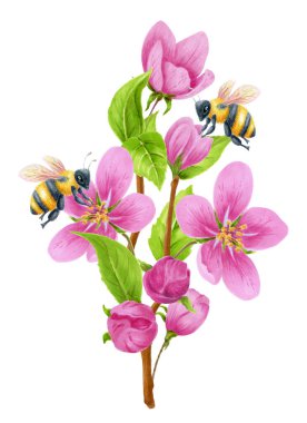 Bahar çiçekleri elma ağacı pembe çiçekleri ve iki arı nektar toplar. Tebrik kartı veya davet için suluboya ögesi beyaz arkaplanda izole edildi.