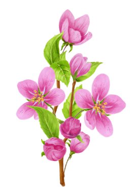 Spring apple tree pink flowers, buds, green leaves isolated on white background. Watercolor clipart for greeting card or invitation.