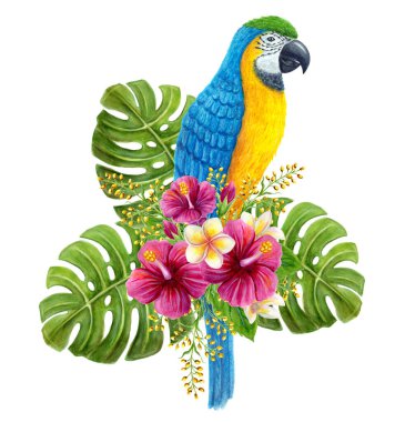 Tropikal çiçek buketli papağan ara, frangipani, canavar yaprağı yeşilliği. Egzotik çiçek kompozisyonu, yaprakların suluboya resmi, çiçekler ve mavi ve sarı papağan..