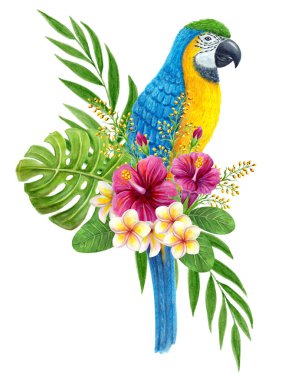 Tropikal çiçek buketli papağan, frangipani, canavar yapraklı yeşillik ve palmiye yaprakları. Egzotik çiçek kompozisyonu, yaprakların suluboya resmi, çiçekler ve mavi ve sarı papağan..