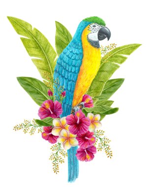 Tropikal çiçek buketli papağan, frangipani, palmiye yaprağı yeşili. Egzotik çiçek kompozisyonu, yaprakların suluboya resmi, çiçekler ve mavi ve sarı papağan..
