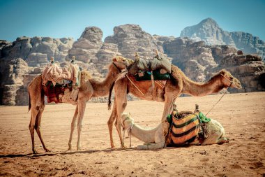 Dromedaries Ürdün 'deki wadi rom çölünde dinleniyor.