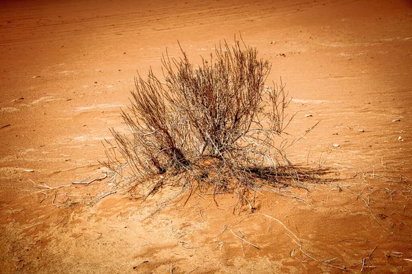 Arbusto Seco Solitario Desierto — Foto de Stock