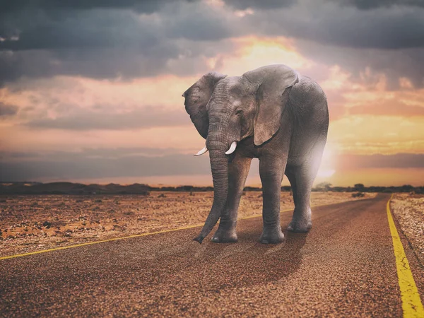 Yalnız Fil Gün Batımında Asfalt Bir Yolda Yürüyor — Stok fotoğraf