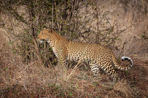 Leopardo Africano Sabana — Foto de Stock