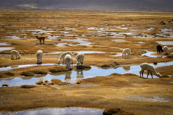 秘鲁高原上的美洲驼浇灌 — 图库照片