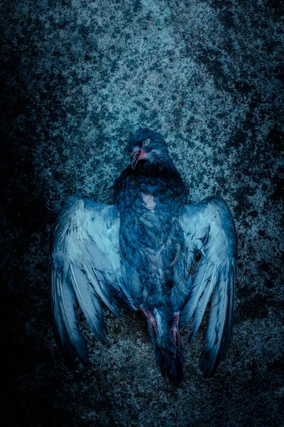 Pigeon Mort Sur Fond Métallique — Photo