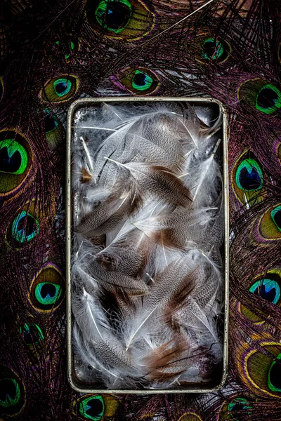 金属盒中的白色羽毛和孔雀羽毛 — 图库照片