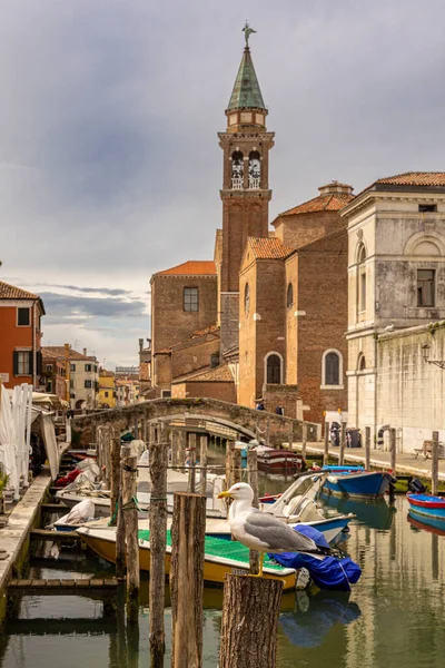 Mewa Kanałach Chioggia Włoszech Mała Wenecja — Zdjęcie stockowe