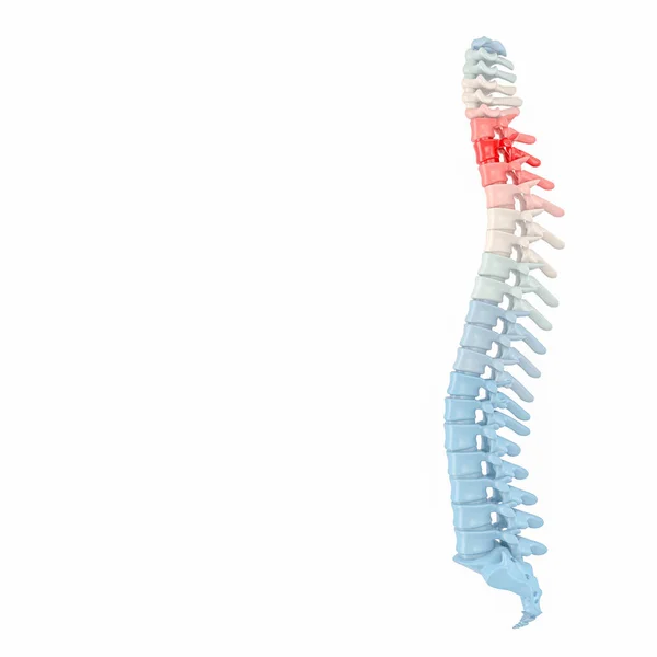 Columna Vertebral Renderizado Con Vértebras Coloridas — Foto de Stock