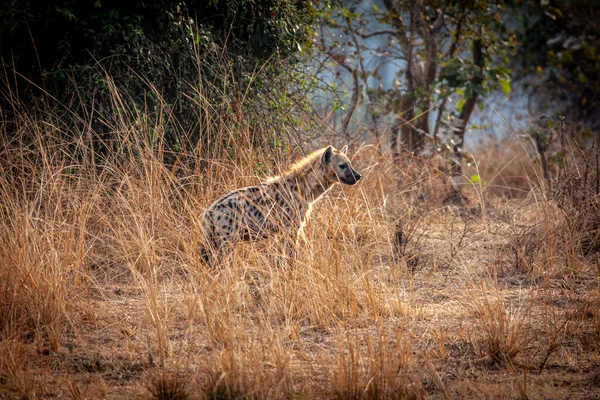 Spotted Hyena Zambian Savannah — Stock Photo, Image