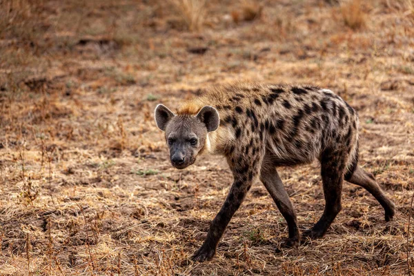 Close Van Een Gevlekte Hyena Zambiaanse Savanne — Stockfoto