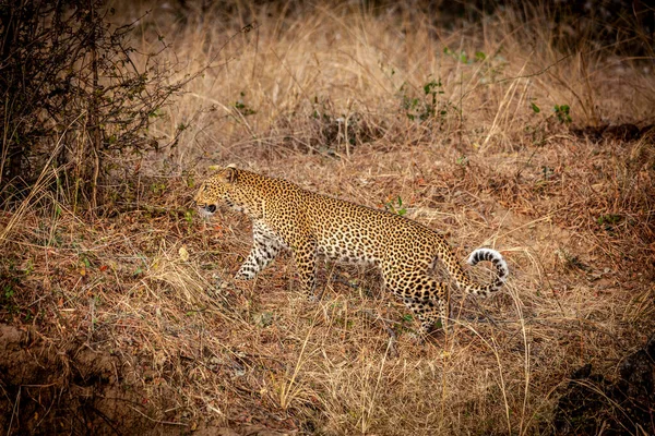 Porträtt Vild Leopard Den Afrikanska Savannen — Stockfoto
