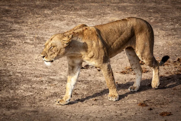 Löwin Wandert Durch Die Afrikanische Savanne — Stockfoto