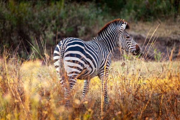 African zebra in the tall grass of the savannah
