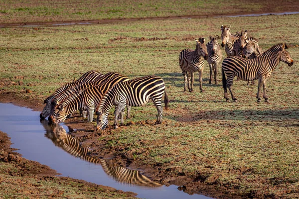 斑马在草原的一条溪流中喝水 — 图库照片