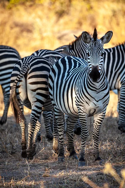 Savanadaki Bir Grup Afrikalı Zebra — Stok fotoğraf