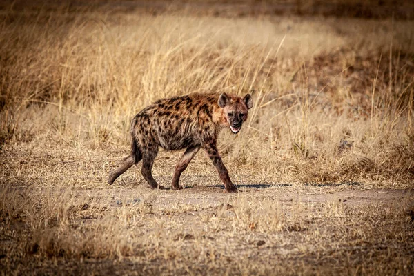 Portret Van Een Gevlekte Hyena Savanne — Stockfoto