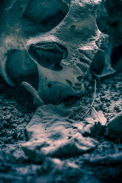 Detalhe Crânio Encontrado Chão — Fotografia de Stock