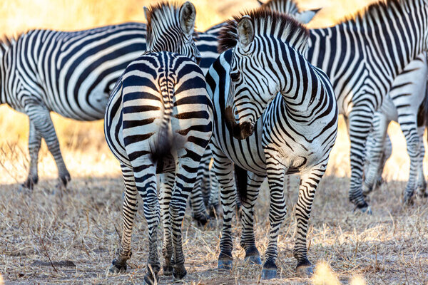 Wild zebras in the African savannah