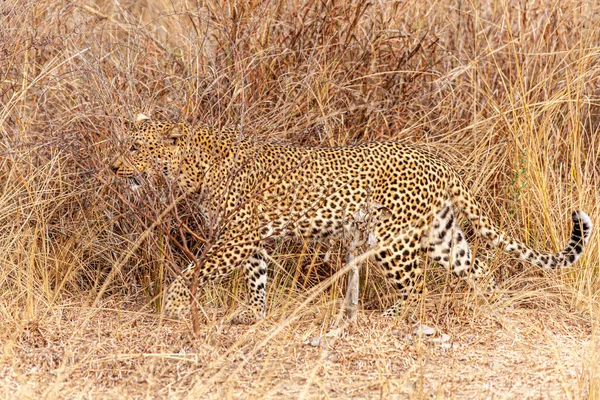 Paseos Leopardo Escondidos Sabana —  Fotos de Stock