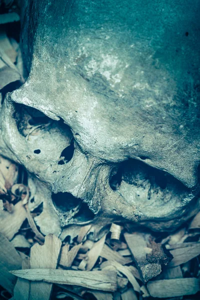 Detail Menschlicher Schädel Boden Gefunden — Stockfoto