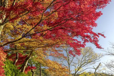 kırmızı ve sarı Japon akçaağaç yaprakları gökyüzü arkaplanlı