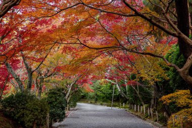 Japonya 'da kırmızı ve sarı akçaağaçlı yapraklar.