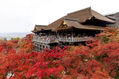 KYOTO / JAPONYA - 26 Kasım 2023: İnsanlar kiyomizu dera tapınağında toplanıyor, güzel kırmızı Japon akçaağaç ağaçları.