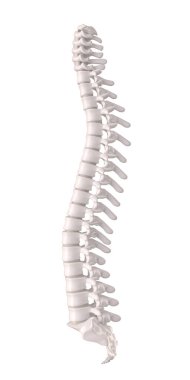 Diskleri ve omurgası olan insan omurgası, ortopedik anatomik detay. 3 boyutlu görüntüleme. beyaz üzerine izole