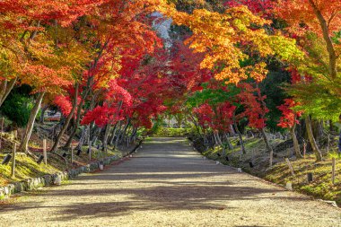 Daigou Ji Tapınağı renkli Japon akçaağaç tüneli. 