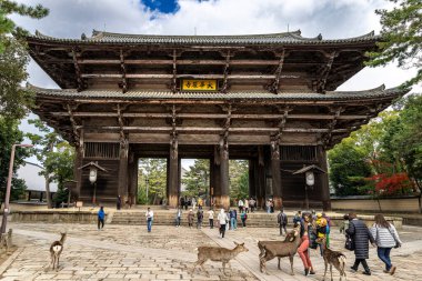 Japonya, Nara 'daki Todai-ji Tapınağı' nda yabani geyiklerle yürüyen turistler.