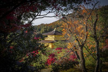 Kinkaku-ji tapınağı Kyoto, Japonya 'da canlı sonbahar renkleriyle çevrili.