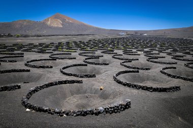 Volkanik üzüm bağları büyüyen lanzarot arazisi