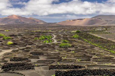 Lanzarote volkanik toprağında büyüyen üzüm bağları.