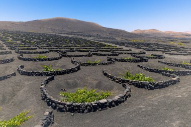 Üzüm bağları, yeşil üzümler yetiştiriyor.