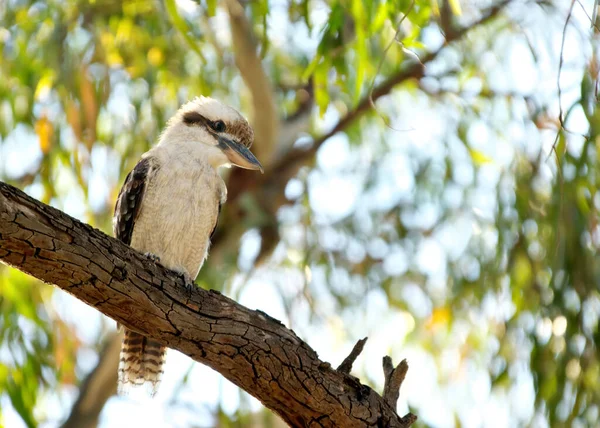 Australiano Rindo Kookaburra Senta Galho Árvore Imagem De Stock