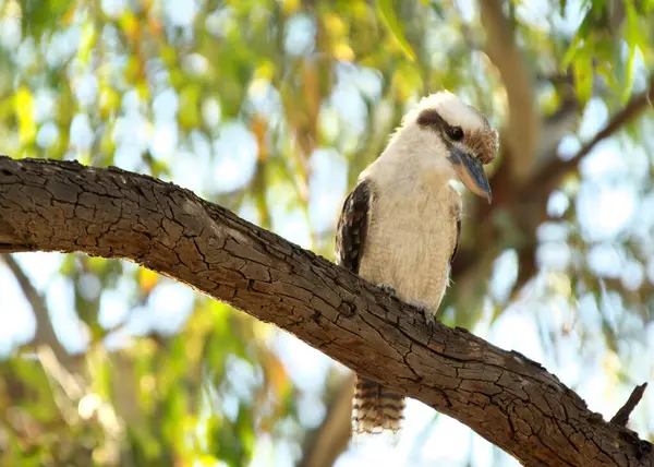 Australijska Kookaburra Siedzi Gałęzi Drzewa Obrazek Stockowy