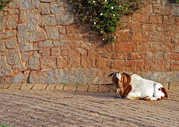Kıllı Bir Keçi Cobblestones Saatler Üzerinde Oturur Telifsiz Stok Imajlar
