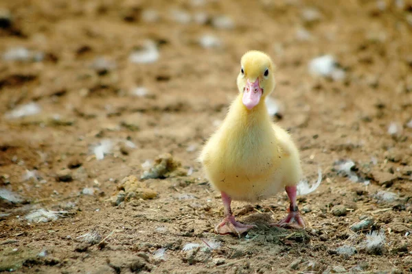 一只漂亮的小鸭迈了几步 免版税图库照片