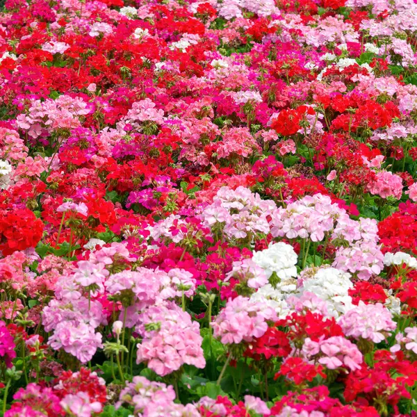 Montones Geranios Rojos Rosados Para Hermoso Fondo Floral Imagen de archivo