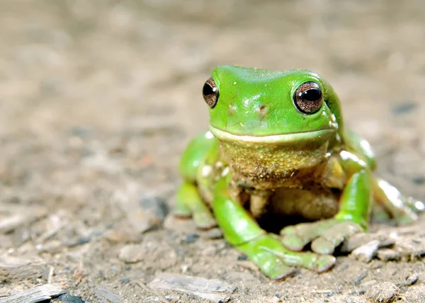 Litoria Caerula Yeşil Ağaç Kurbağasının Yerde Çekilmiş Fotoğrafı Stok Resim