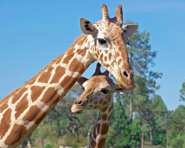 Foto Uma Mãe Bebê Girafa Juntos Fotografia De Stock