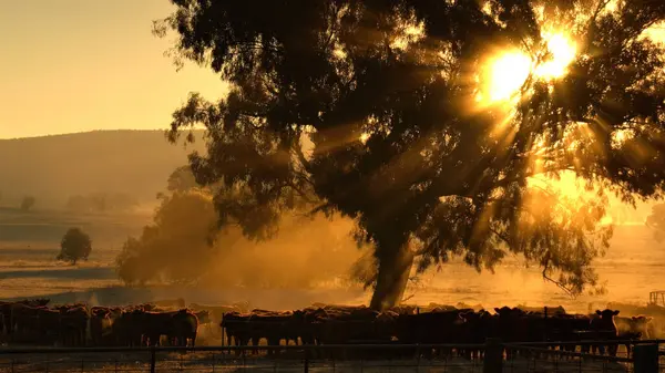 Güzel Altın Güneş Işınları Sabah Bir Sığır Sürüsünün Üzerinden Ağaçtan - Stok İmaj