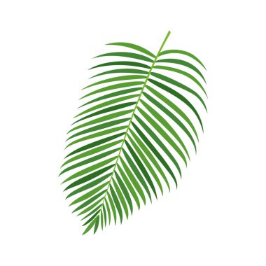 Palmiye ağacı vektör illüstrasyonu
