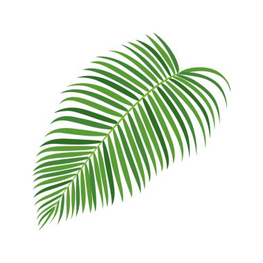 Palmiye ağacı vektör illüstrasyonu