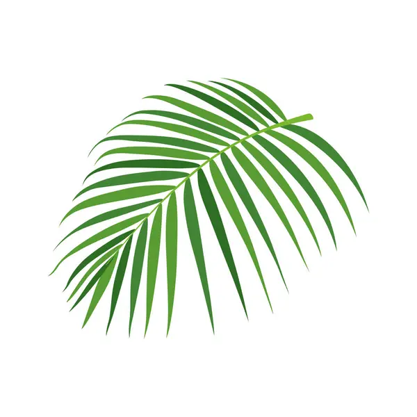 Palmiye Ağacı Vektör Illüstrasyonu — Stok Vektör