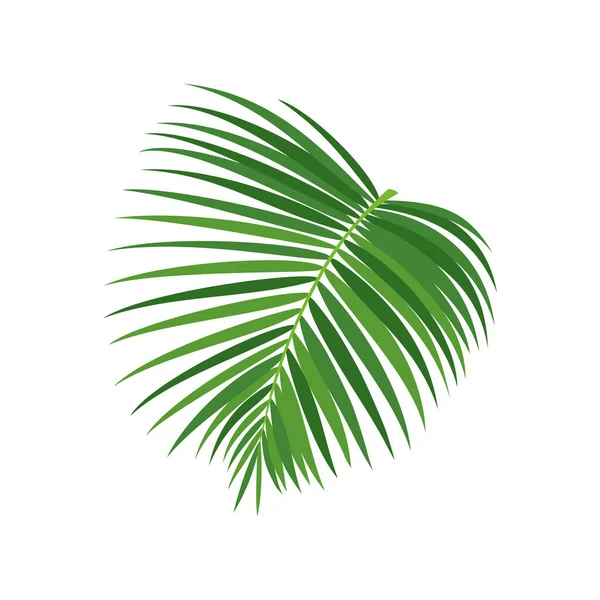 Vektorová Ilustrace Větve Palmy — Stockový vektor
